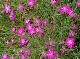 Dianthus
