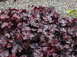 Heuchera ‘Obsidian’