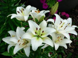 Lilium