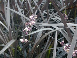 Ophiopogon planiscapus ‘Nigrescens’
