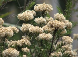 Ozothamnus