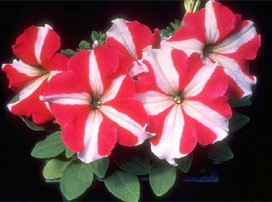 Petunia