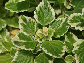 Plectranthus forsteri