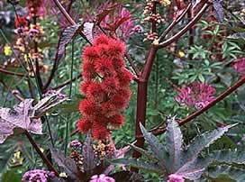 Ricinus communis