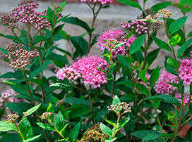 Spiraea japónica