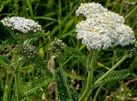 Achillea millefolium