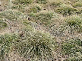 Carex comans