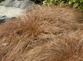 Carex comans ‘Bronze’