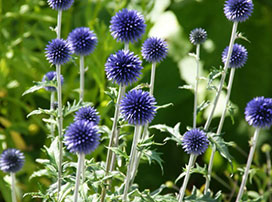 Echinops ritro