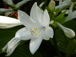 Hosta plantagínea