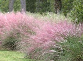 Muhlenbergia capillaris