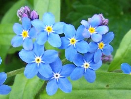 Myosotis