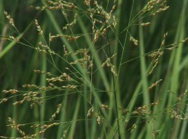 Panicum virgatum