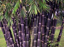Phyllostachys nigra