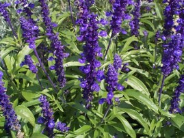 Salvia farinácea