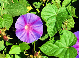 Ipomea learii