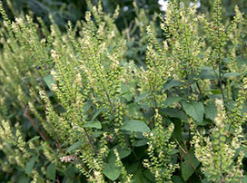 Teucrium scorodonia