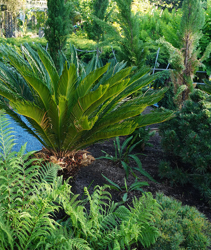 O Jardim da Evolução