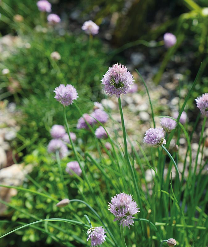 Jardim Intenção Paradoxal