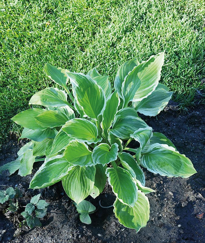 Jardín del Leteo