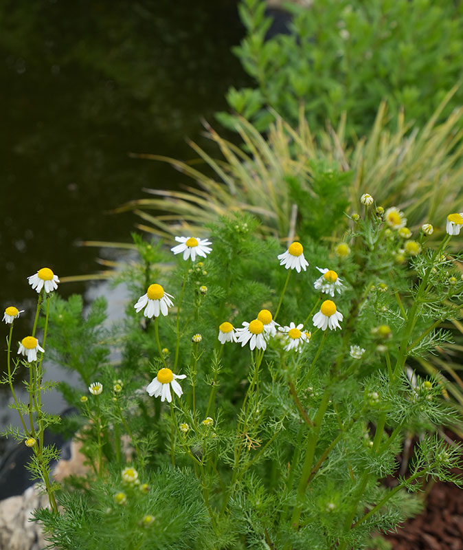Cartasis Garden