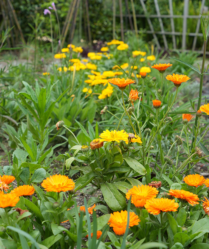 Peace Garden, a Garden for Peace