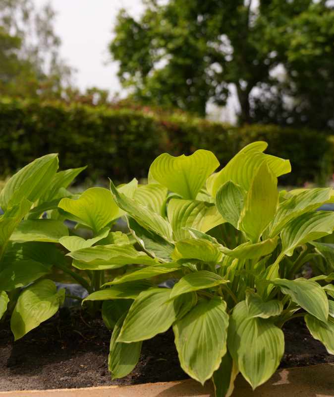 Jardim Esponja